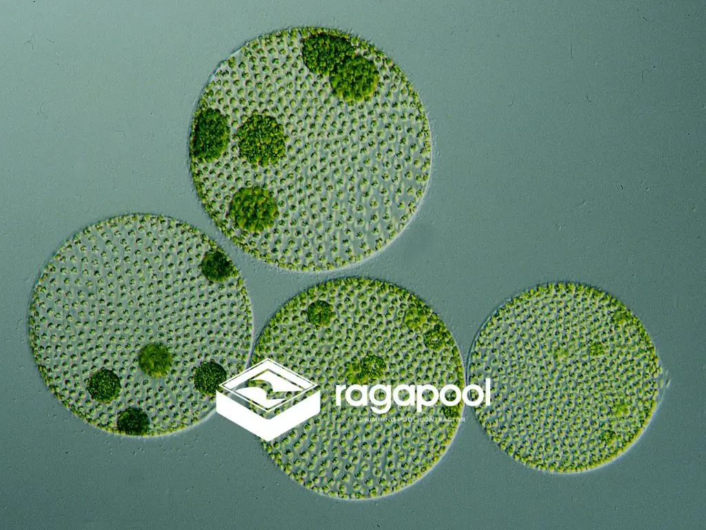 menjernihkan air kolam renang yang hijau mikroorganisme